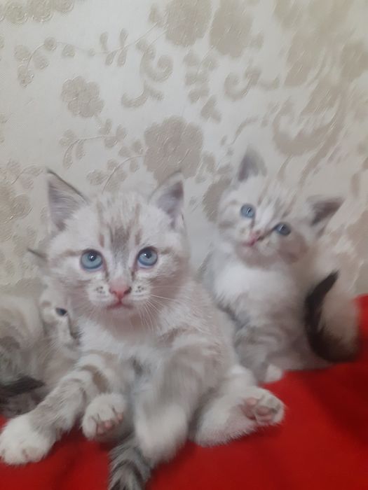 Продам шотландских котят.