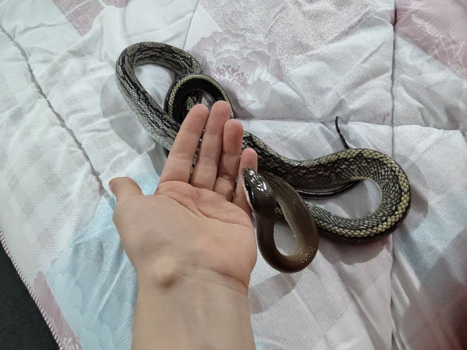 Тениура блю бьюти, своя змея