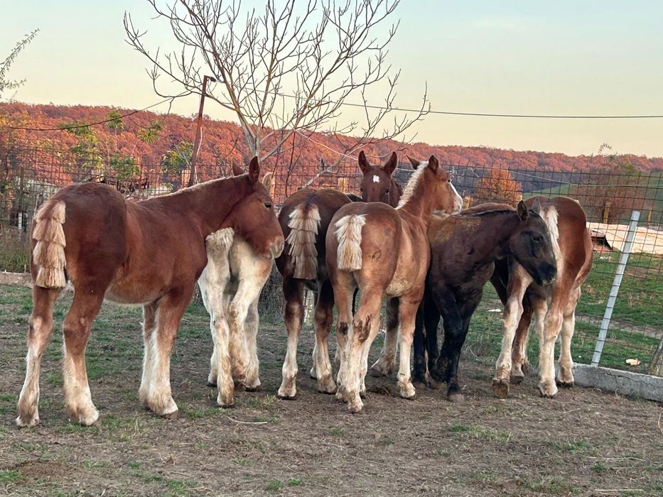 Schimb cu Auto 6 Mânji Românești