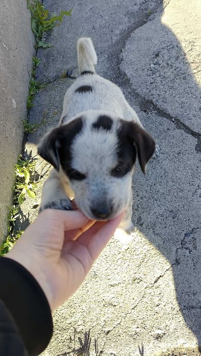 Щенок куртцхаар (девочка)