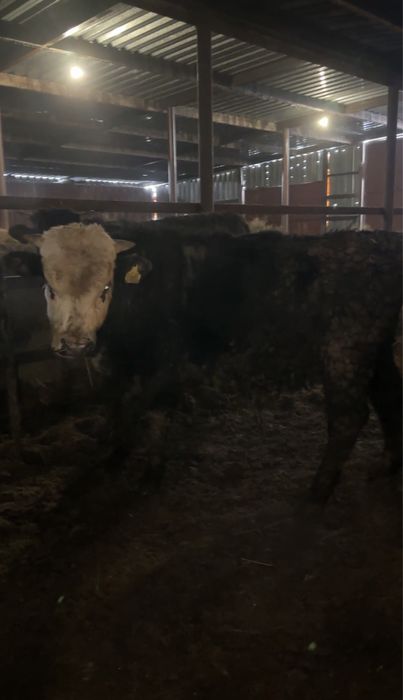 Быки на откорме 11 голов