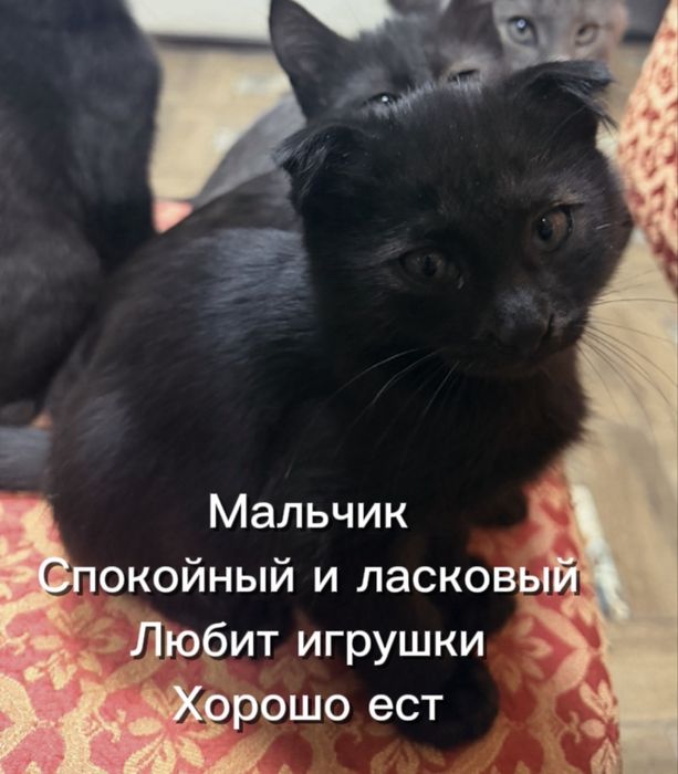Котята 3 месячные