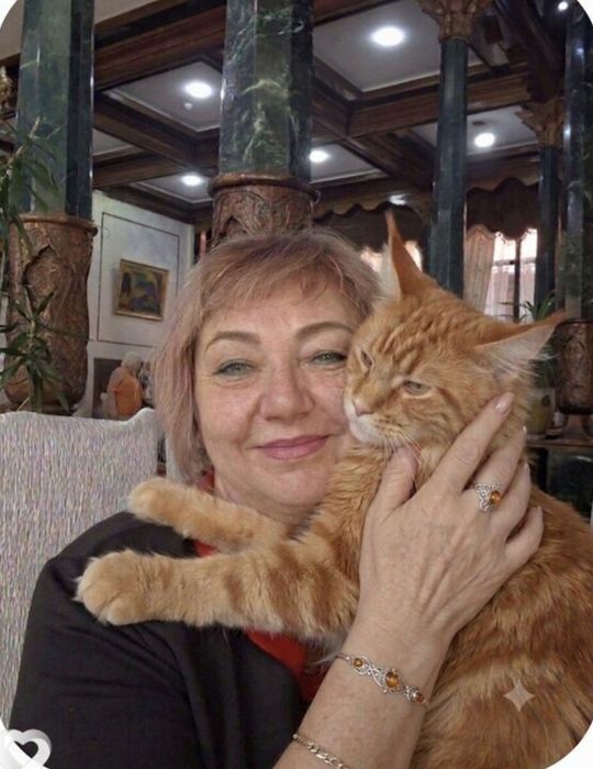 Возьму рыжего котёнка крысолова, знающего туалет, доставка желательно.