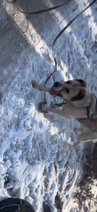 Есть обмень на Алабай