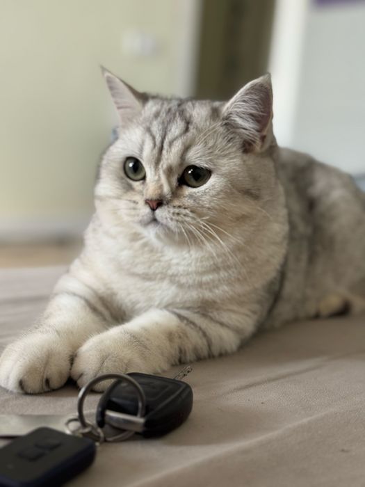 Котенок Скоттиш страйт