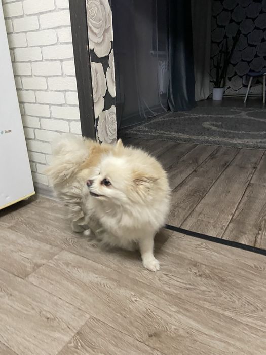 Продам шпится кабеля ему около 2 лет