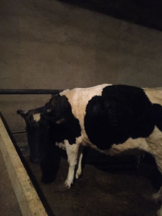 Семіз сиыр сатылады