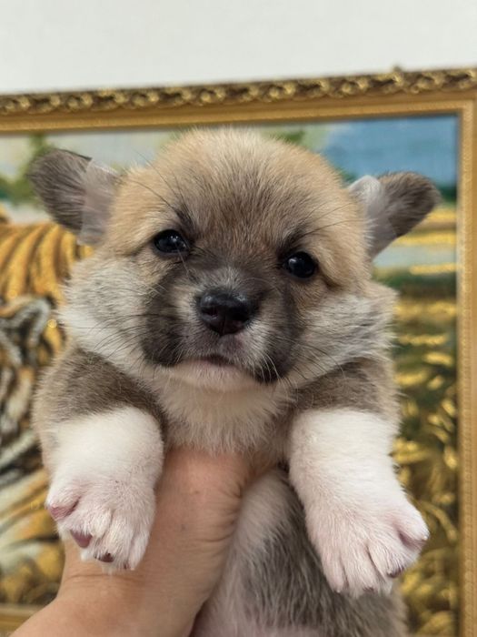 Шикарные малыши вельш корги