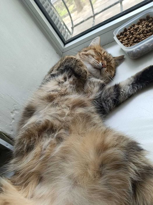 Отдам кота в хорошие руки