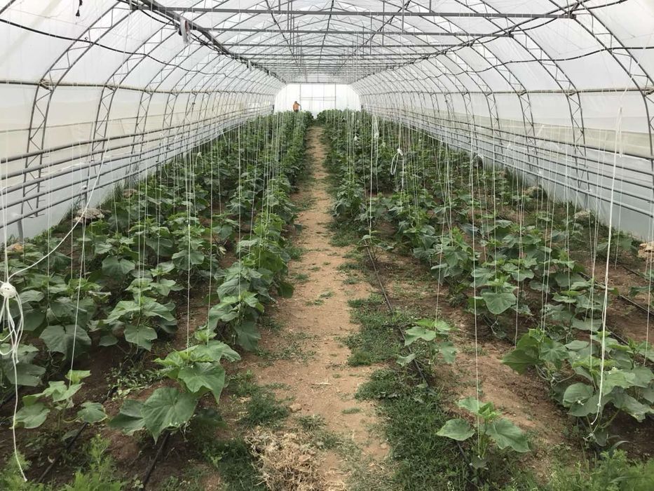 Тунелни оранжерии - Комплекс