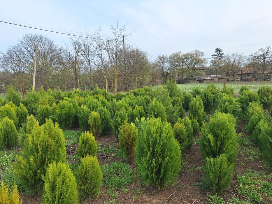 Източна компактна туя 80-120см