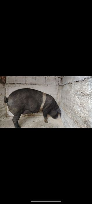 Vand trei iepe gestnate