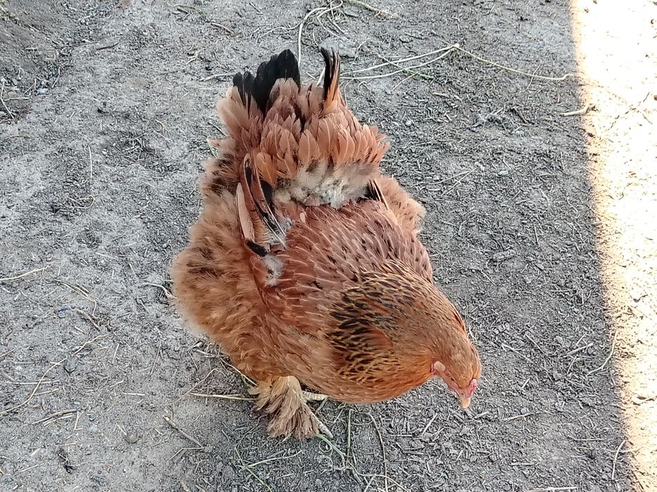 Продам цыплята брама