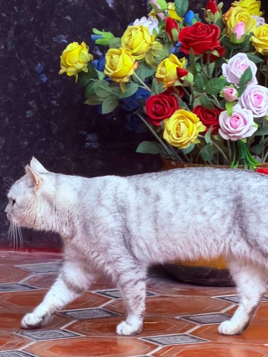 Britanskiy Serebristiy