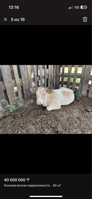 Продается дойные коровы с теленками!