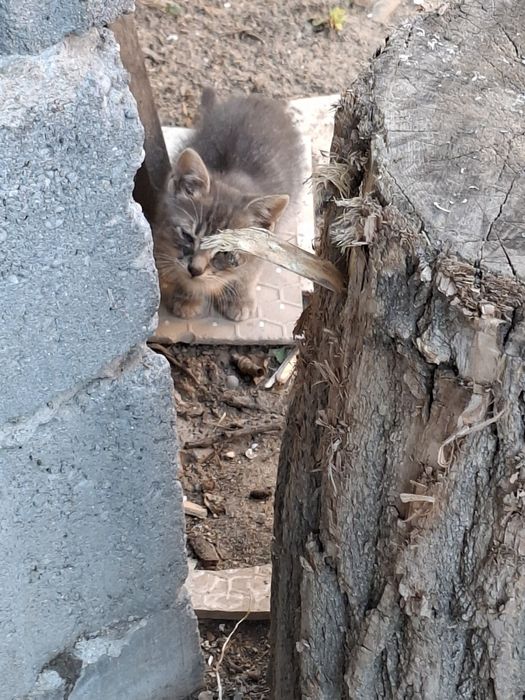 3 pisicei draguti cauta stapan