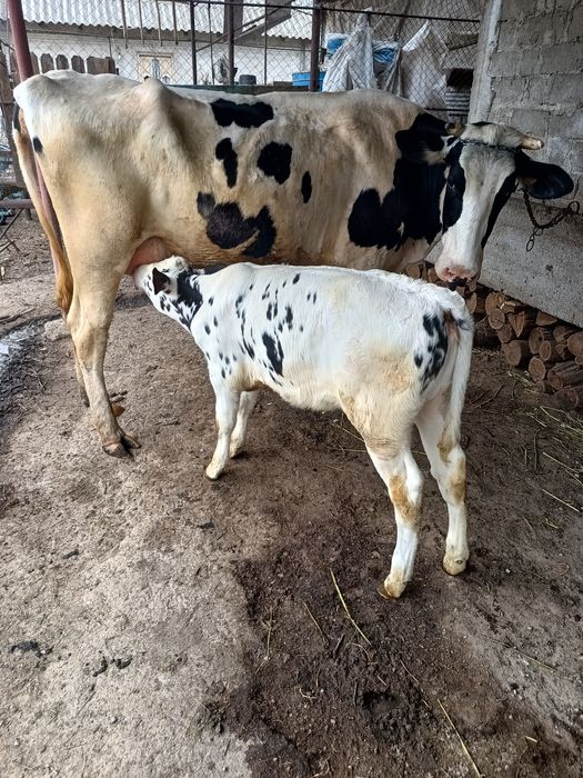 Vând vacă rasa Holstein