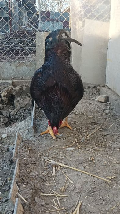 Mascul hybrid Rhode Island cu Combatant Indian