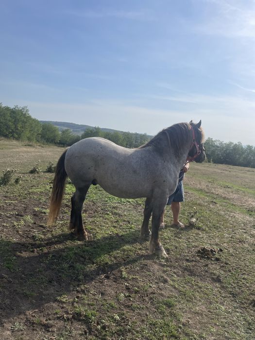 Vund un armasar tanar