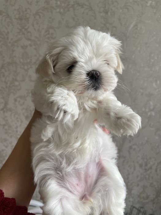 Мальчик мальтезе мини бэбифейс