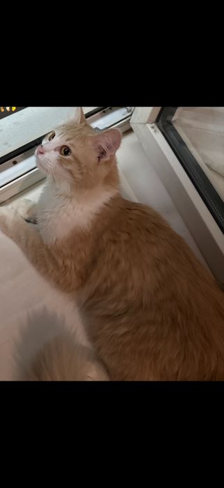 ПРОПАЛ КОТ . Вознограждение !!