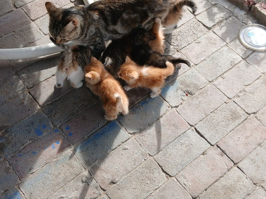 Отдам котят даром..
