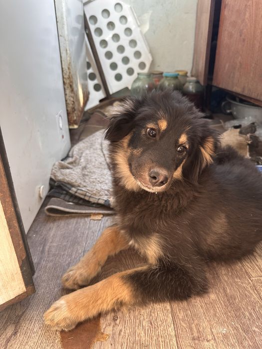 Девочка-щенок ждет семью