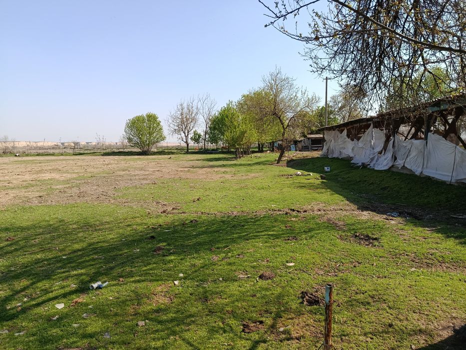 Дача сотилади. 60 сот Сирдаре вилоятида дарега якин