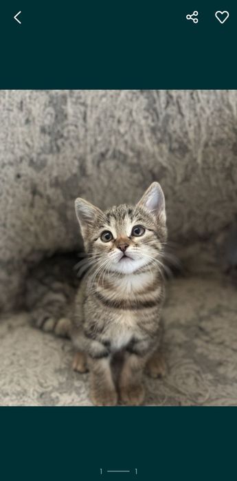 2 oylik mushukcha hadiyaga beriladi