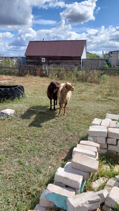 Козла и баран...
