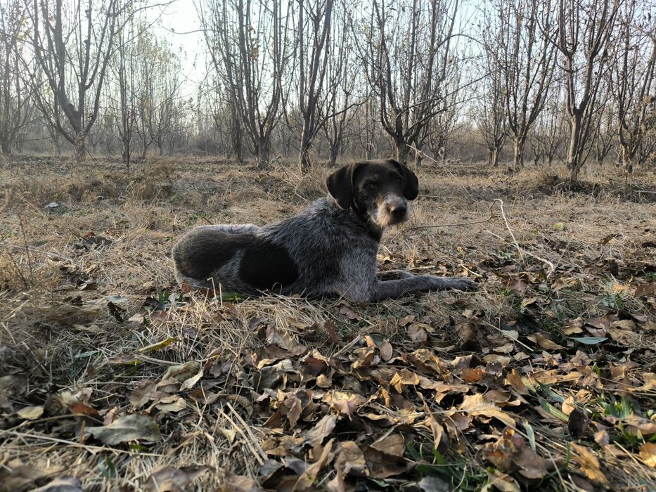 Дратхар ургочи сотилади