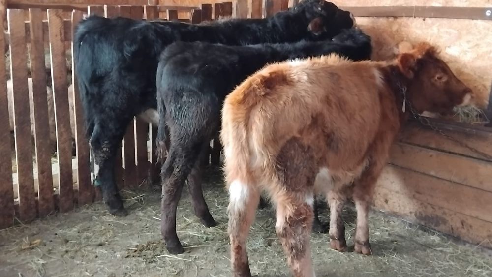 Vand 2 tauri si o vitea