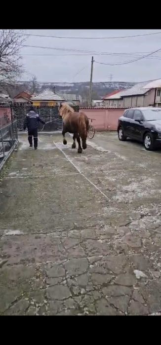 Cal semigreu-armasar