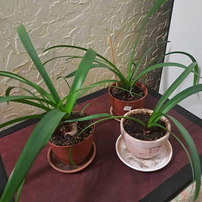 Продам цветы комнатные ,алоэ