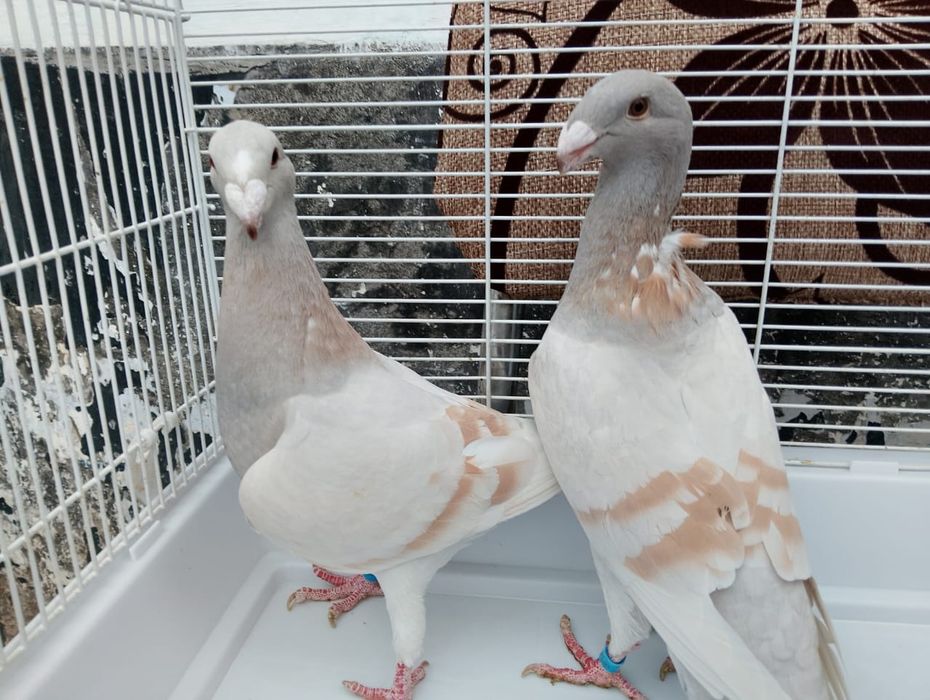 Продаются  немцы