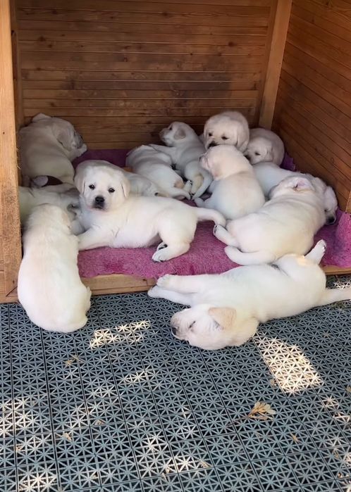 Астана Щенки Лабрадора