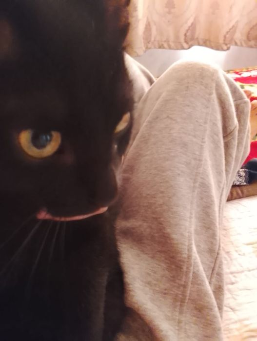 Мысық тар тегін,1қыз,1ұл