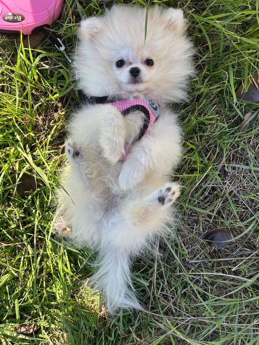 Женски мини померан