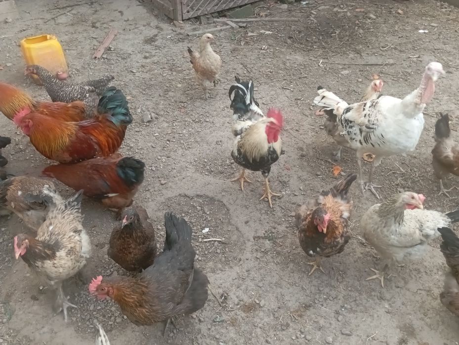 Үндік тауық әтеш