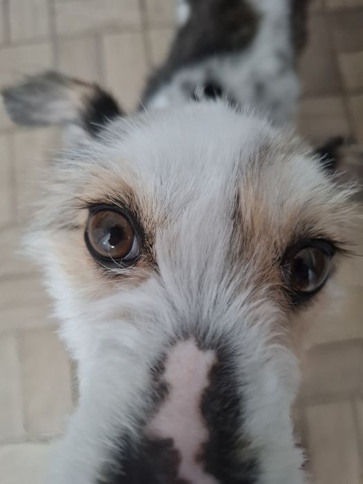 Бонита търси своите стопани