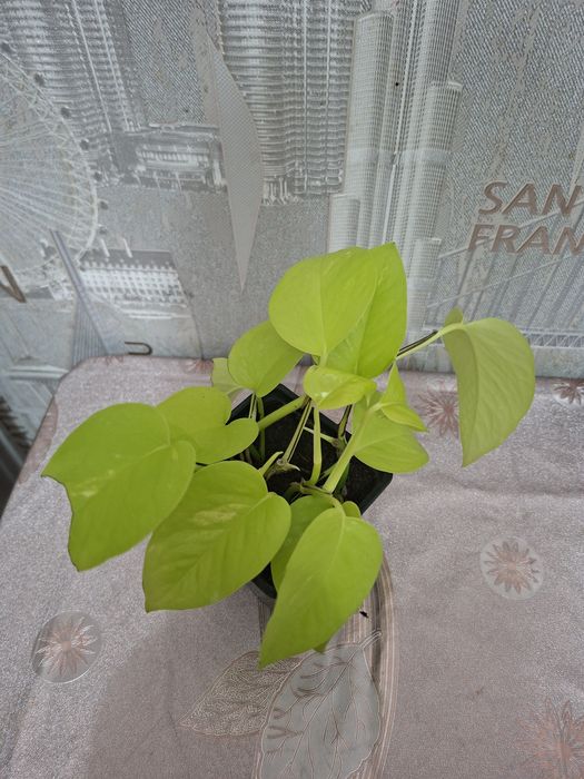 Продам комнатные цветы