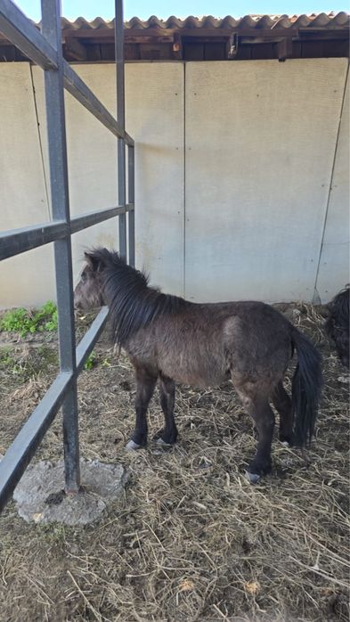 Продам годовалых пони