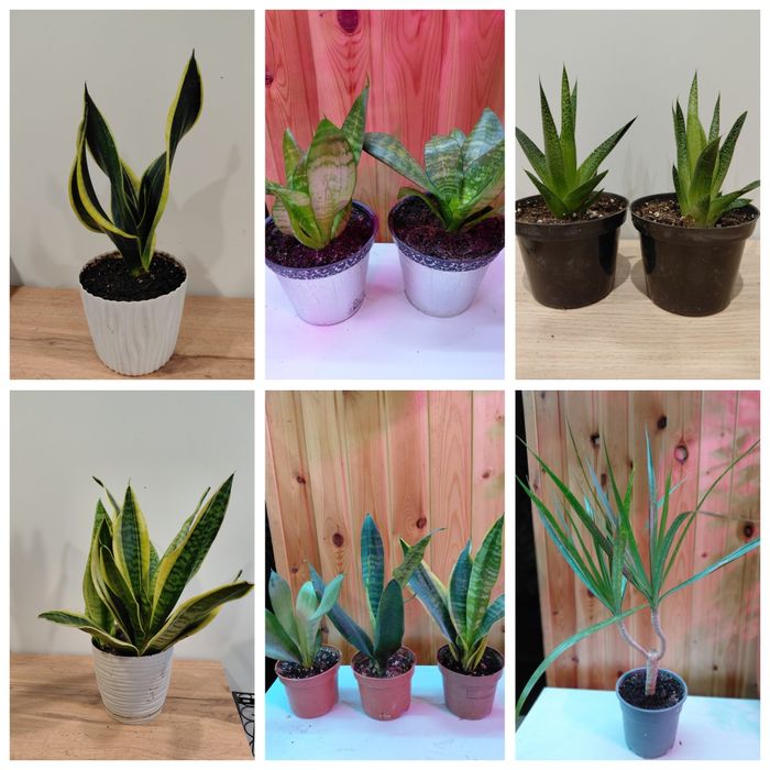 Комнатные растения