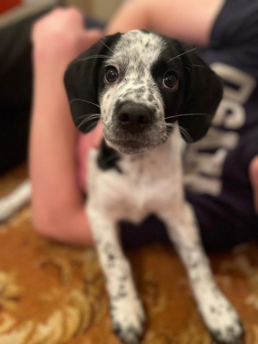 Отдам собаку в добрые руки