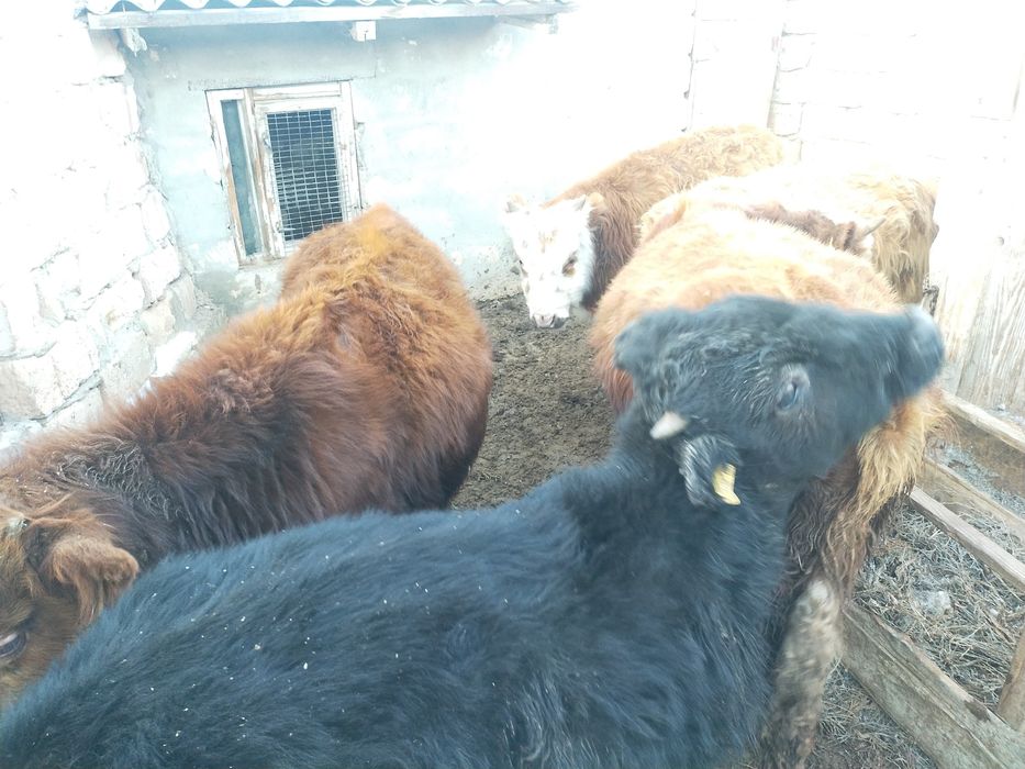 Продам телят ,,,