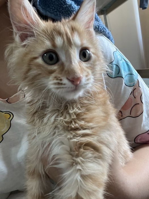 Кошка, девочка, домашняя