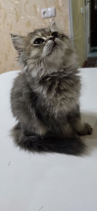 Продаётся    породистая  кошечка .  3 месяца  породистая  умная Боня
