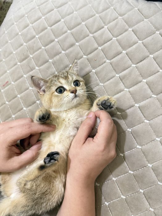 Золатая шиншилла боласи сотилади 2 ярим ойлик