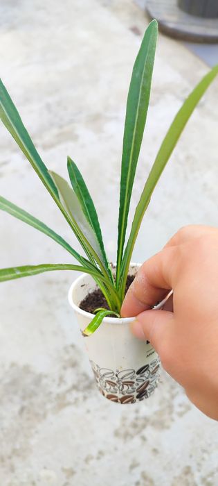 Мушкато, газания, бегония