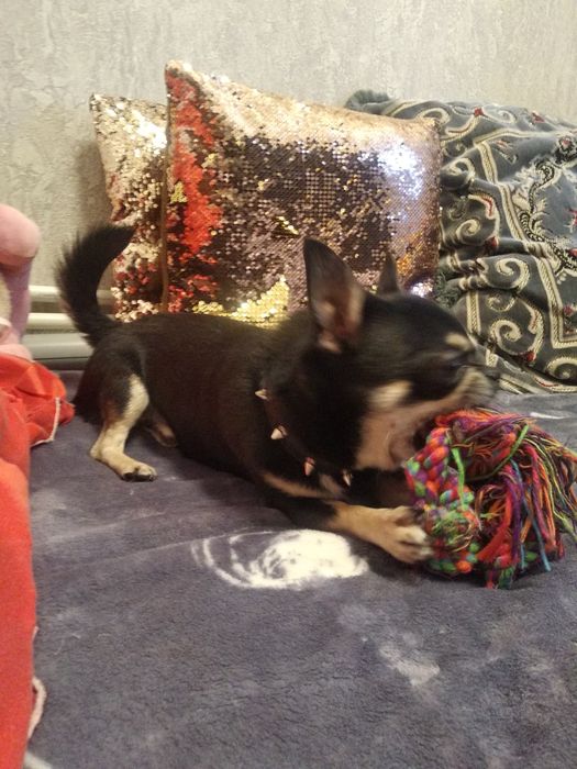 Вязка мальчик чихуахуа